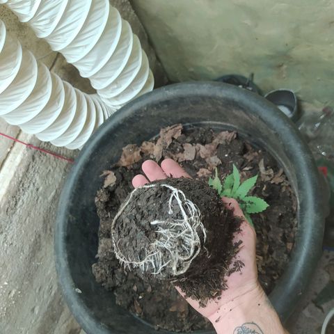 Morita  growlog timeline photo