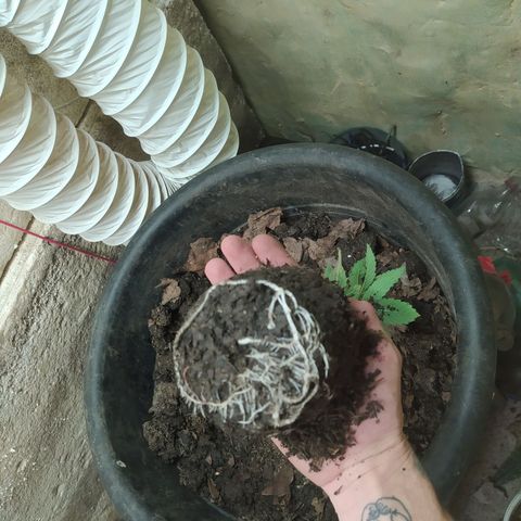 Morita  growlog timeline photo