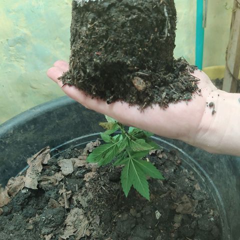 Morita  growlog timeline photo