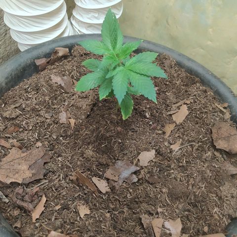 Morita  growlog timeline photo