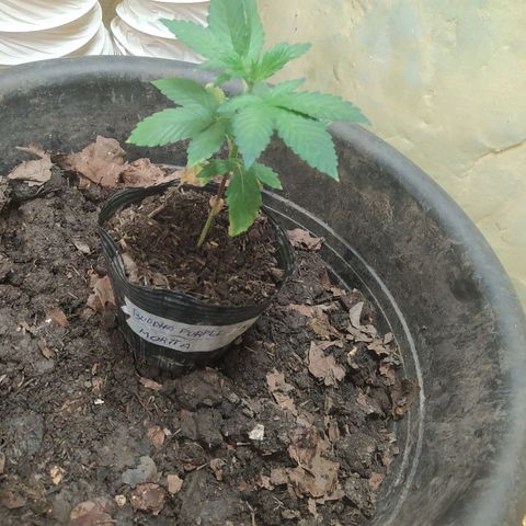 Morita  growlog timeline photo