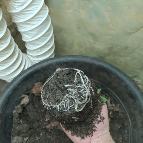 Morita  growlog timeline photo