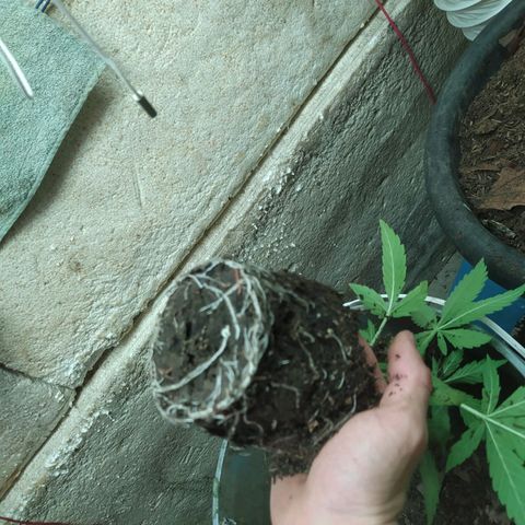 Magnum Auto growlog timeline photo