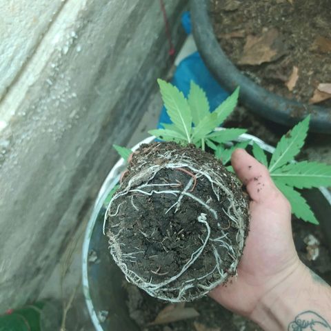 Magnum Auto growlog timeline photo