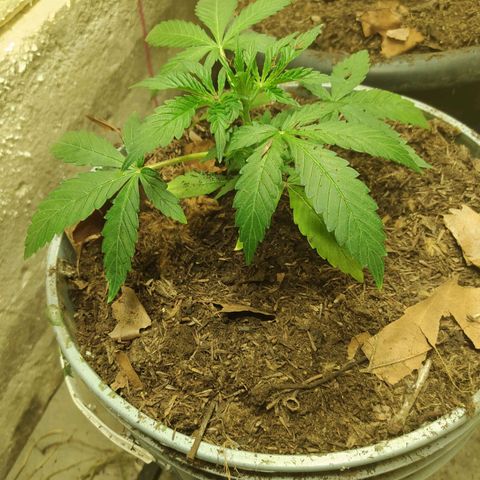 Magnum Auto growlog timeline photo