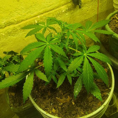 Magnum Auto growlog timeline photo