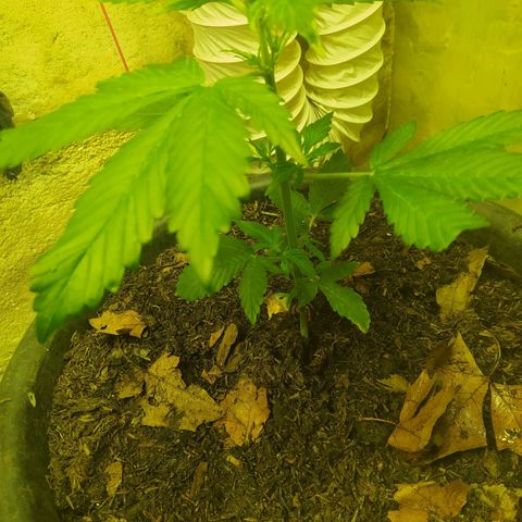 Morita  growlog timeline photo
