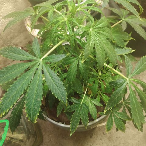 Magnum Auto growlog timeline photo
