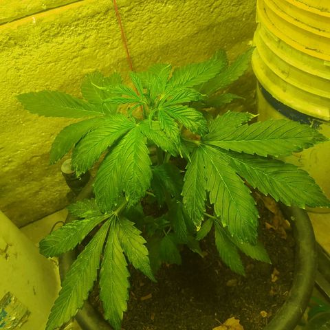 Morita  growlog timeline photo