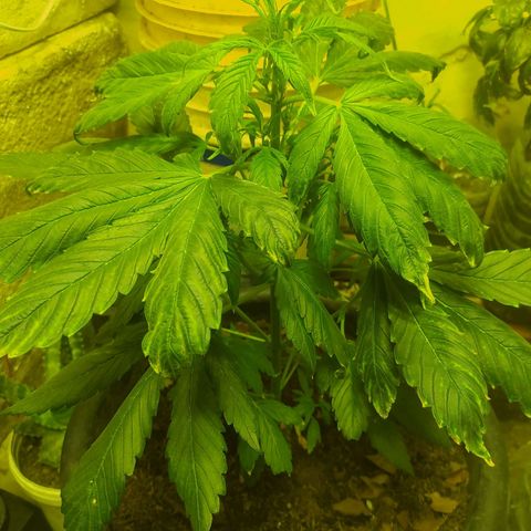 Morita  growlog timeline photo