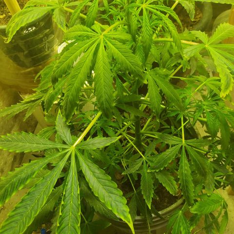 Magnum Auto growlog timeline photo