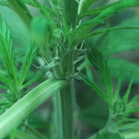 Morita  growlog photo: Ya se le empezó a notar las tonalidades moradas 🍇