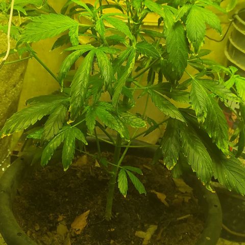 Morita  growlog timeline photo