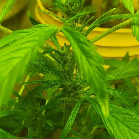 Morita  growlog timeline photo