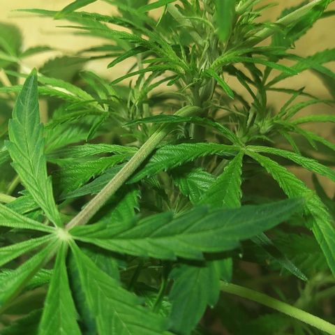 Magnum Auto growlog timeline photo