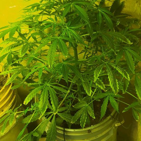 Magnum Auto growlog timeline photo