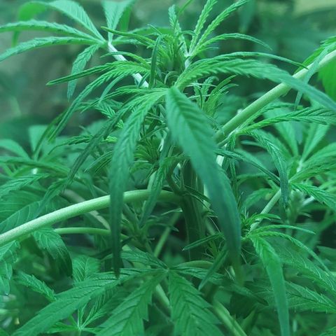 Magnum Auto growlog timeline photo