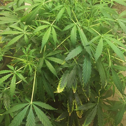 Magnum Auto growlog timeline photo