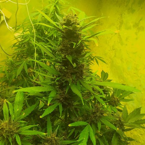 Morita  growlog timeline photo