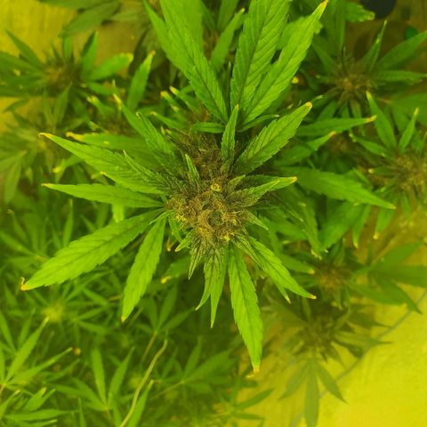 Morita  growlog timeline photo
