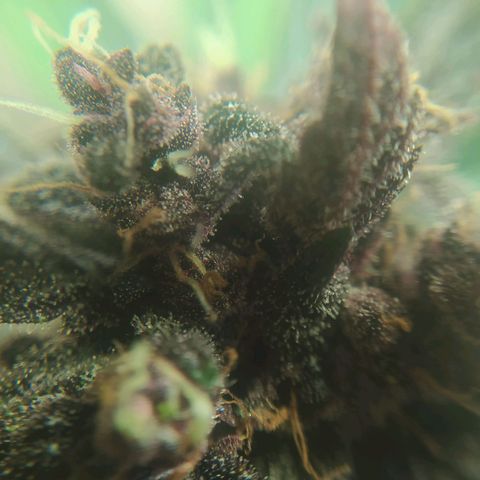 Morita  growlog timeline photo