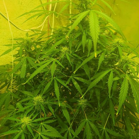 Magnum Auto growlog timeline photo