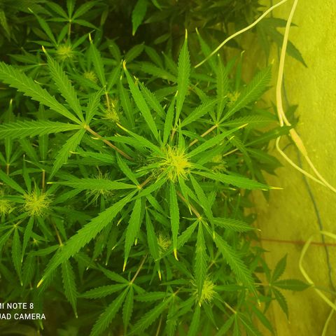 Magnum Auto growlog timeline photo