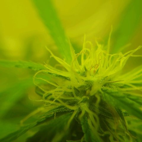 Magnum Auto growlog timeline photo