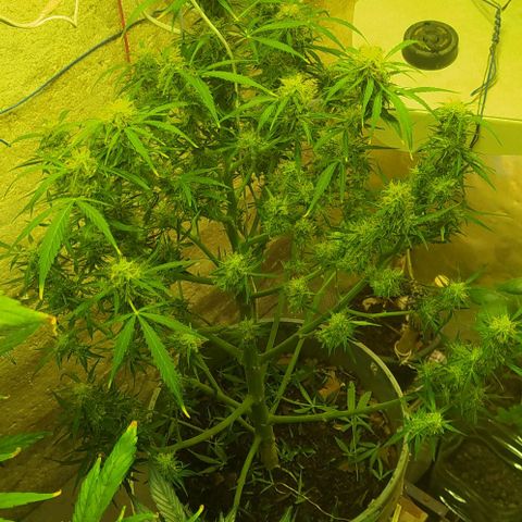 Magnum Auto growlog timeline photo