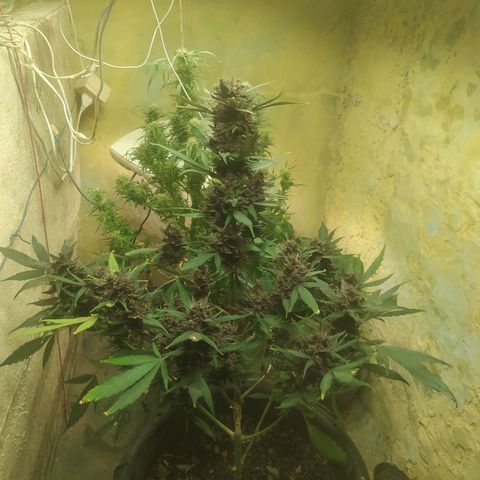 Morita  growlog timeline photo
