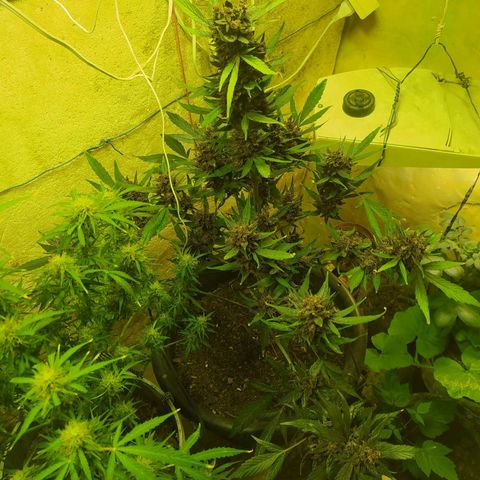 Morita  growlog timeline photo
