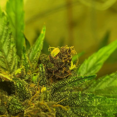 Morita  growlog photo: Tuve que cosecharla faltando 5 días. Al aplicar el método "Sin semilla" y no haber ninguna planta macho, la planta empezó a producir su propio polen a través de las famosas "bananitas o plátanos".