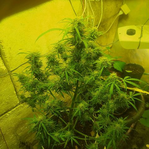 Magnum Auto growlog timeline photo