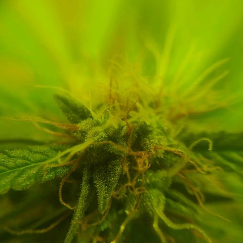 Magnum Auto growlog timeline photo