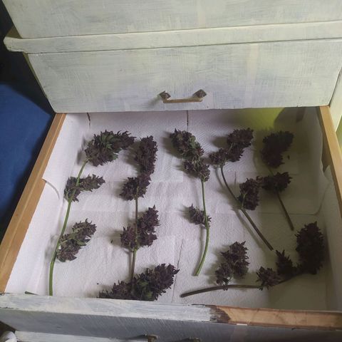 Morita  growlog timeline photo