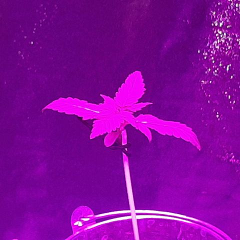 Mandy  growlog timeline photo