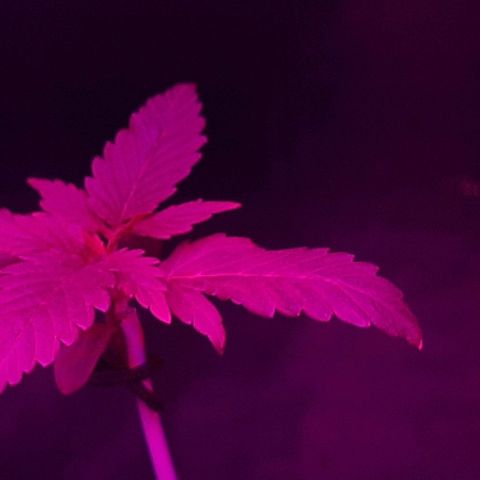 Mandy  growlog timeline photo