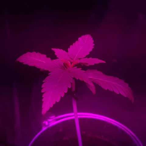 Mandy  growlog timeline photo
