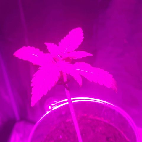 Mandy  growlog timeline photo