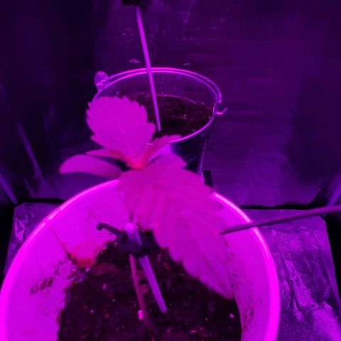Laura 2 growlog timeline photo