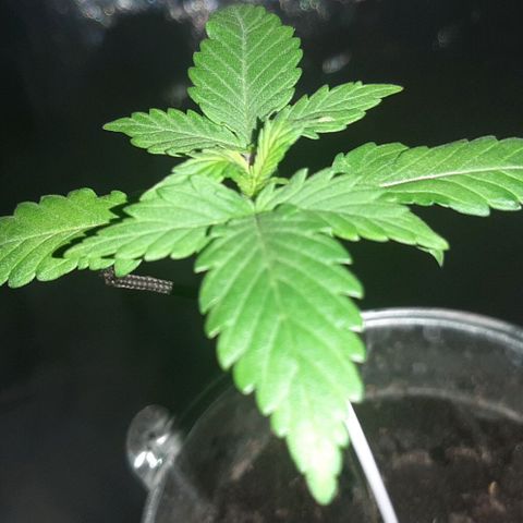 Mandy  growlog timeline photo