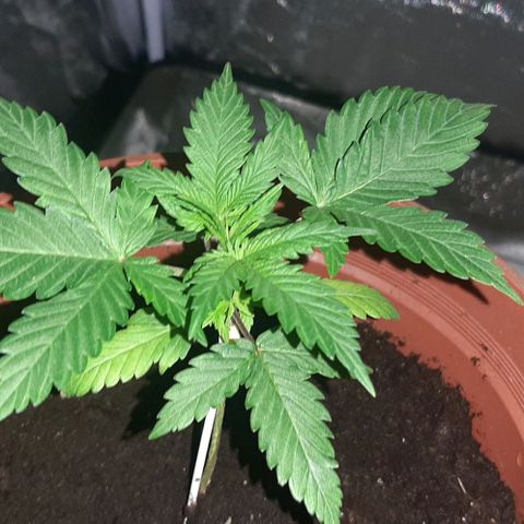 Mandy  growlog timeline photo