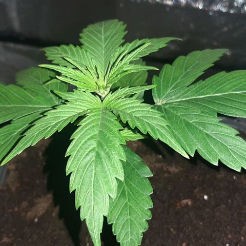 Laura 2 growlog timeline photo