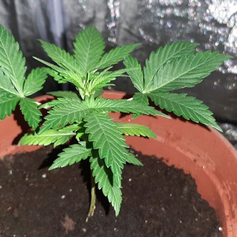 Mandy  growlog timeline photo