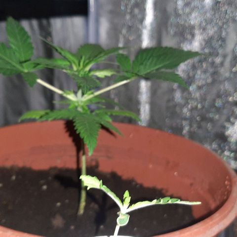 Mandy  growlog timeline photo
