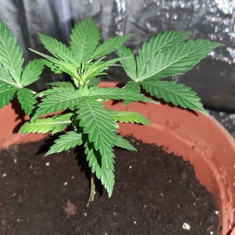Mandy  growlog timeline photo