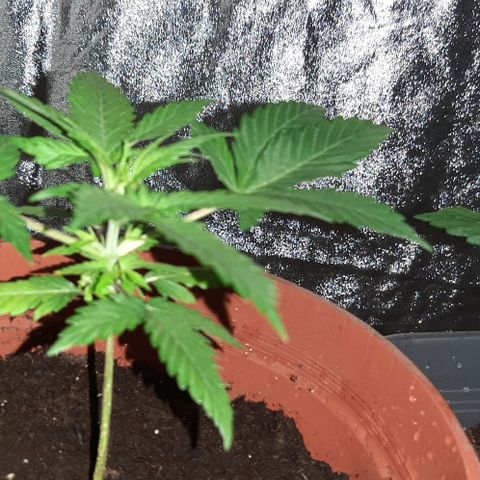 Mandy  growlog timeline photo