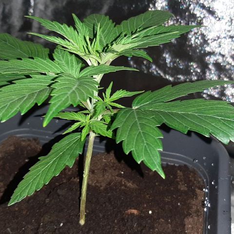 Laura 2 growlog timeline photo