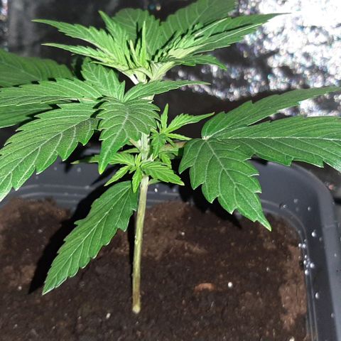Laura 2 growlog timeline photo