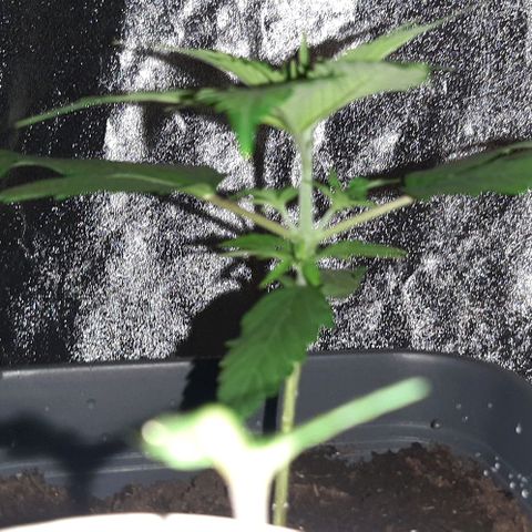 Laura 2 growlog timeline photo